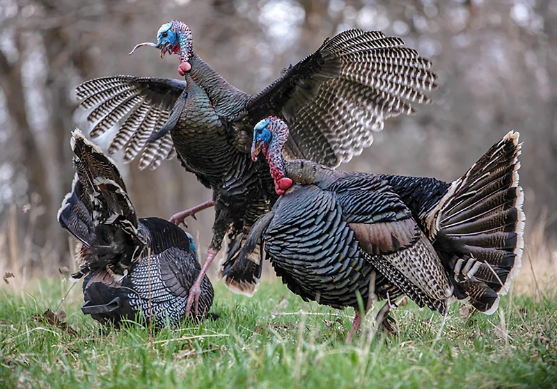 Higdon XS TruStrutter Motion Turkey Tom