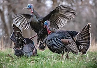 Higdon XS TruStrutter Motion Turkey Tom