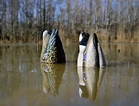 Higdon Magnum Duck Butt Mallard Decoy 2-Pack