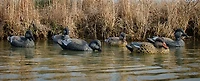 Higdon Standard Gadwall Decoy 6-Pack