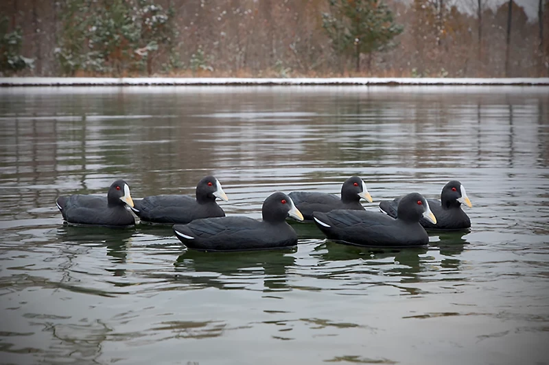 Higdon Standard Coot Decoy 6-Pack