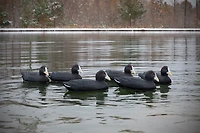 Higdon Standard Coot Decoy 6-Pack