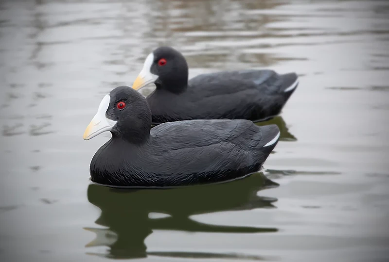 Higdon Standard Coot Decoy 6-Pack