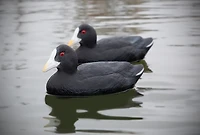 Higdon Standard Coot Decoy 6-Pack