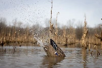 Higdon Pulsator PRO Mallard Hen Decoy