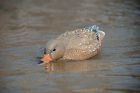 Higdon Battleship Swimmer PRO Mallard Hen Decoy