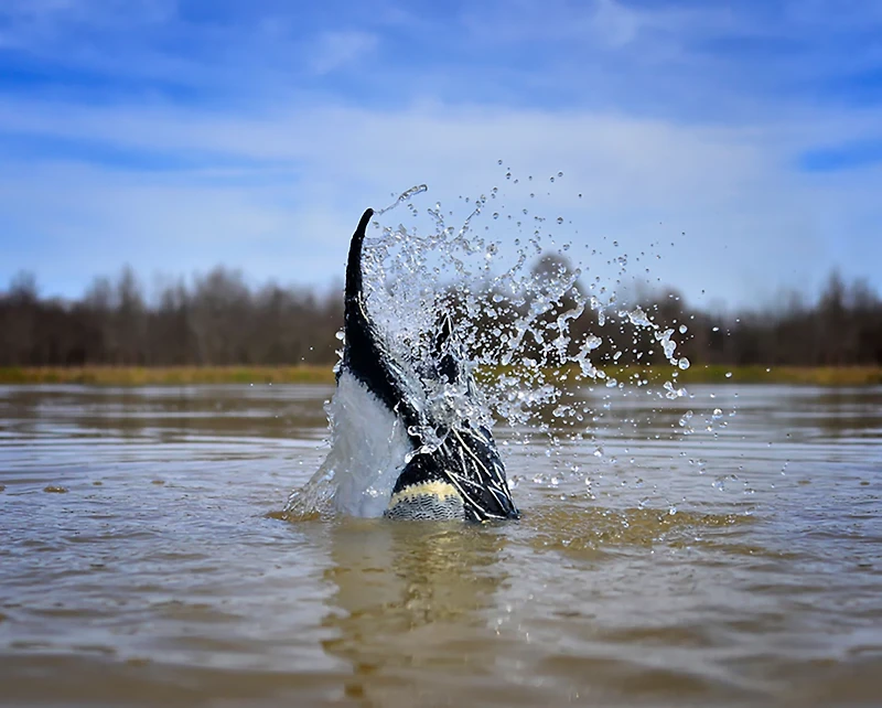 Higdon Pulsator PRO Pintail Water Motion Decoy