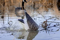 Higdon Pulsator PRO Canada Goose Water Motion Decoy