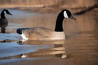 Higdon Battleship Swimmer PRO Canada Goose Water Motion Decoy