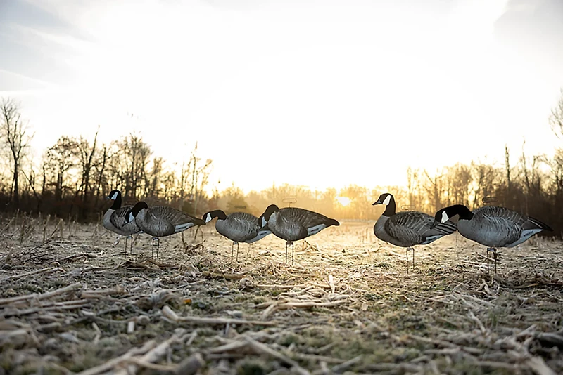 Higdon FLATS Canada Goose Motion Silhouette 12-Pack