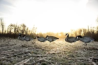 Higdon FLATS Canada Goose Motion Silhouette 12-Pack