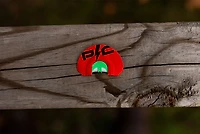 Power Calls Kickin' Chicken Diaphragm Turkey Call