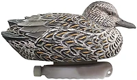 Cupped 3-D Greenwing Teal Decoys 6-Pack