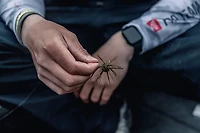 Strike King Floating Tumbleweed 4-pack