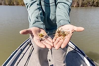 Strike King Floating Tumbleweed 4-pack