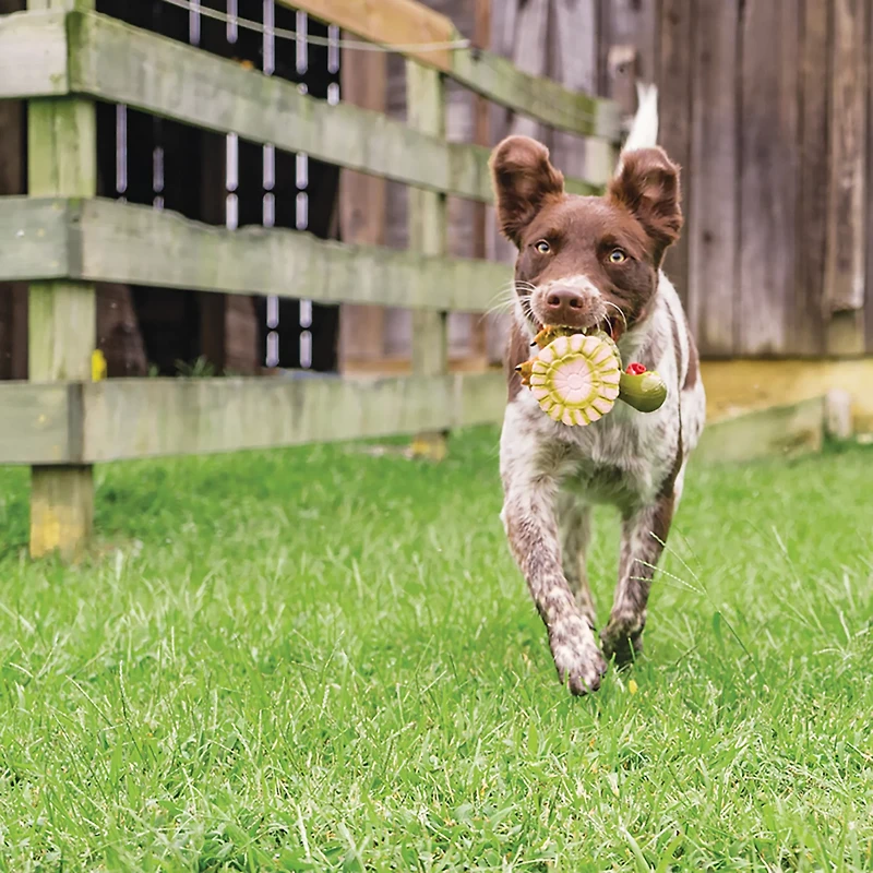 PetSafe Animal Squeak Toy Latex Duck Dog Toy