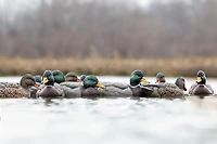Rig'Em Right Outdoor Mainline Series Mallard Decoy 6-Pack
