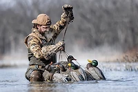 Rig'Em Right Outdoor Mainline Series Mallard Decoy 6-Pack
