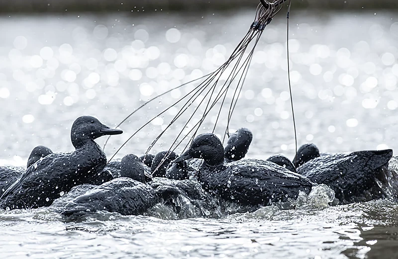 Rig'Em Right Outdoors Mainline Series Blackout Decoy 6-Pack