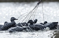 Rig'Em Right Outdoors Mainline Series Blackout Decoy 6-Pack