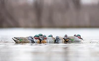Rig'Em Right Outdoors Mainline Series Green-Wing Teal Decoy 12-Pack