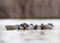 Rig'Em Right Outdoors Mainline Series Green-Wing Teal Decoy 12-Pack