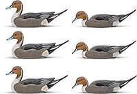 Rig'Em Right Outdoors Mainline Series Pintail Decoy 6-Pack