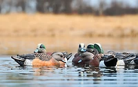 Rig'Em Right Outdoors Mainline Series Wigeon Decoy 6-Pack