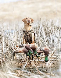 Rig'Em Right Outdoors Dog Stand