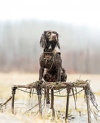Rig'Em Right Outdoors Dog Stand