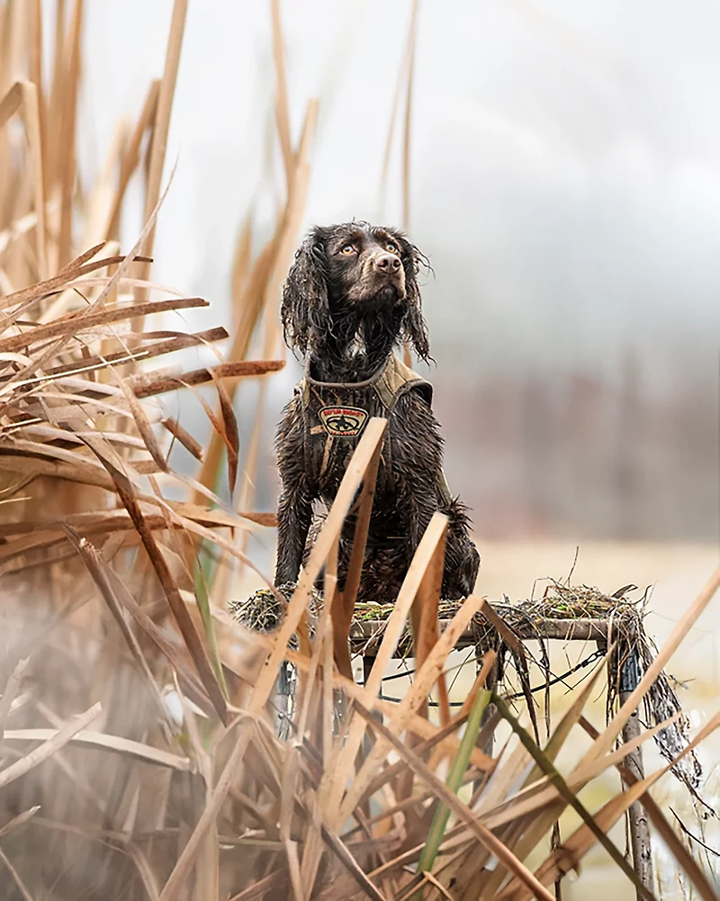Rig'Em Right Outdoors Dog Stand
