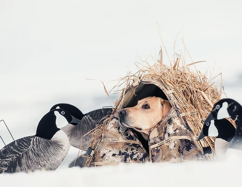 Rig'Em Right Outdoors Field Bully Dog Blind
