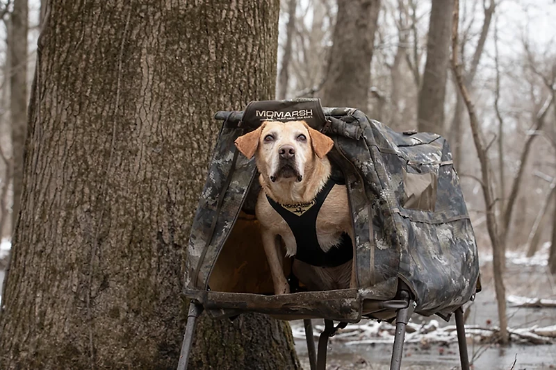 MOmarsh Invisi-Lab Dog Blind