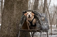 MOmarsh Invisi-Lab Dog Blind