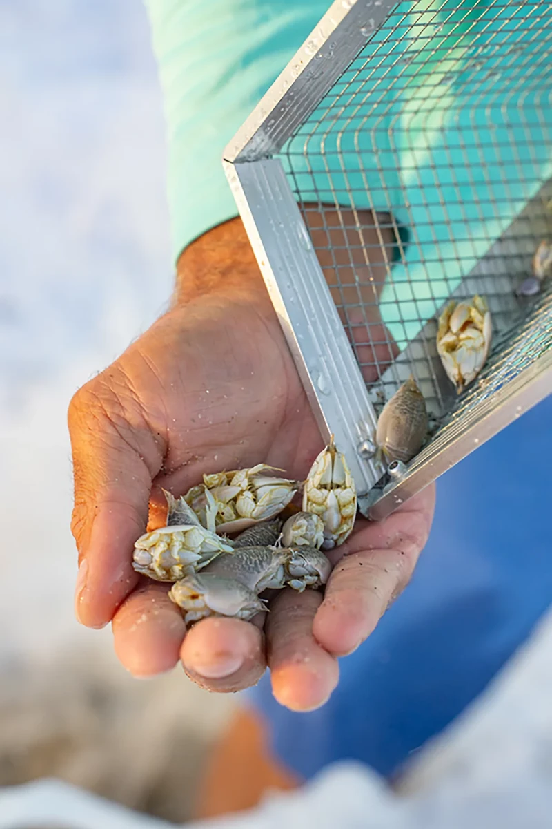 Tsunami 10 in Sand Flea Rake with 40 in Aluminum Handle