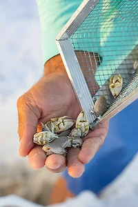 Tsunami 10 in Sand Flea Rake with 40 in Aluminum Handle