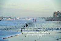 Tsunami 10 in Sand Flea Rake with 40 in Aluminum Handle