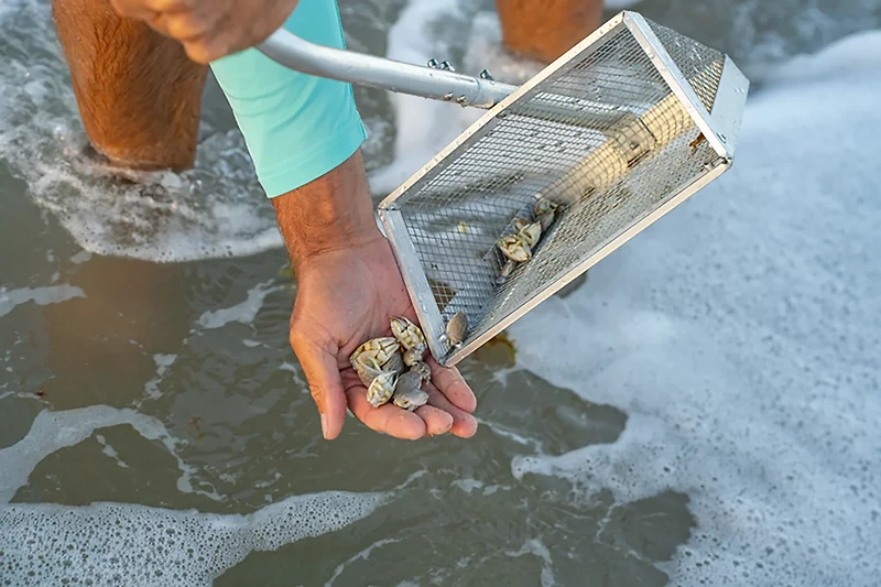 Tsunami 10 in Sand Flea Rake with 40 in Aluminum Handle