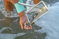 Tsunami 10 in Sand Flea Rake with 40 in Aluminum Handle