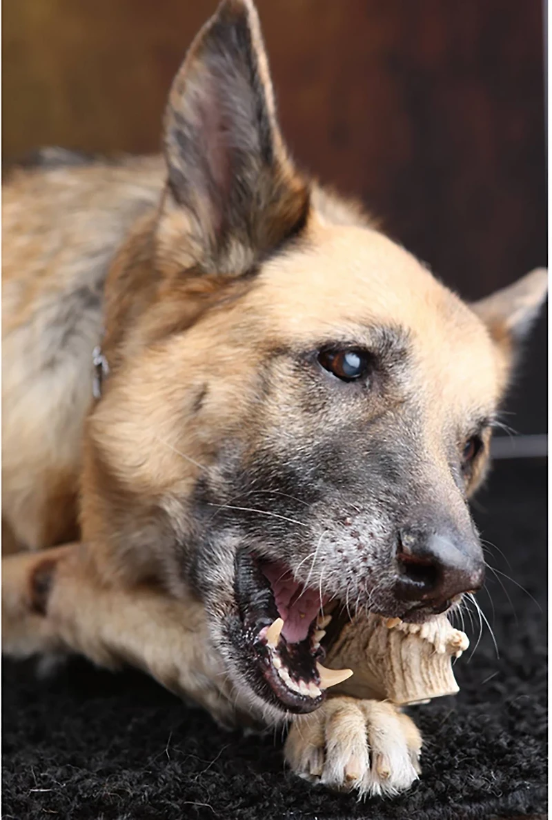 Scout & Zoe's Extra Large Elk Antler Dog Chews