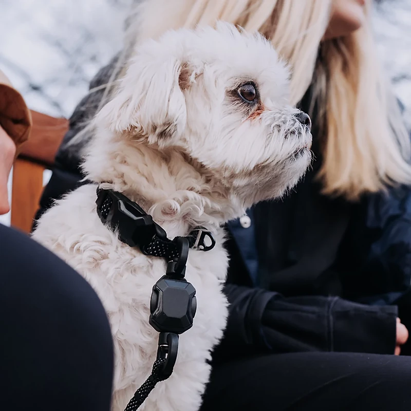 Hooza Quick Clip Collar