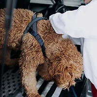 Hooza Quick Clip One Click Harness