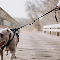 Hooza Quick Clip Reflective Leash