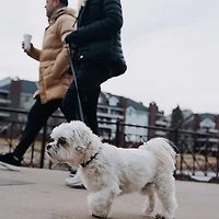 Hooza Quick Clip Reflective Leash