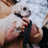 Hooza Quick Clip Reflective Leash