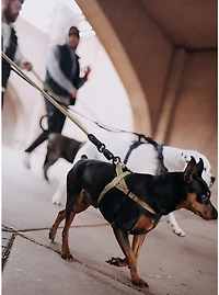 Hooza Quick Clip Rope Leash