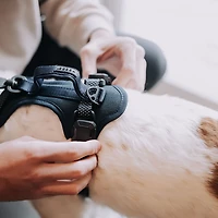 Hooza Quick Clip Control Harness