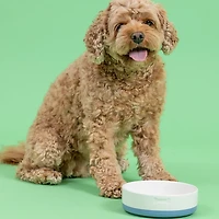 Mason Cash Speckle Dip Dog Bowl