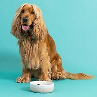 Mason Cash Heart Paw Dog Bowl