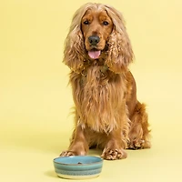 Mason Cash Reactive Fade Dog Bowl